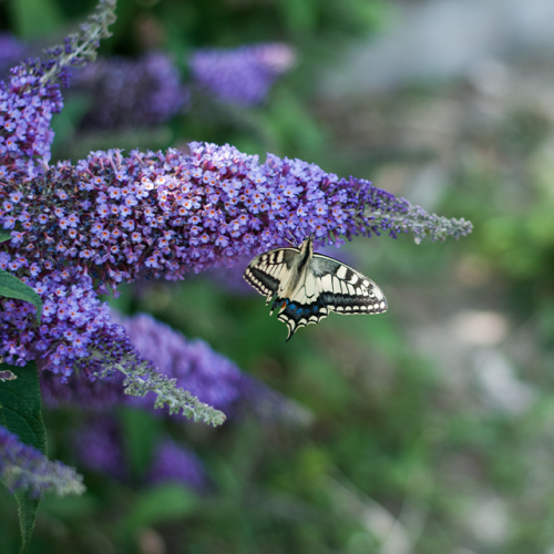 Leckford Estate buddleja