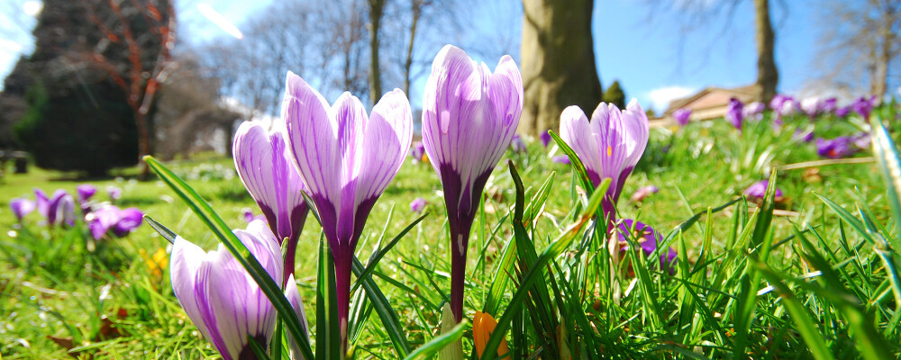 spring crocus flowers