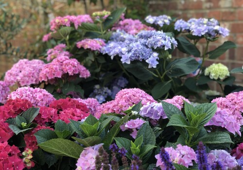 colourful hydrangeas