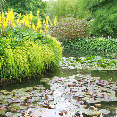 Longstock Park Water Garden: Hampshire’s Oasis of Calm and Beauty