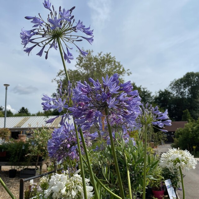 Agapanthus